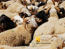 phoca_thumb_l_dsc_0073postal